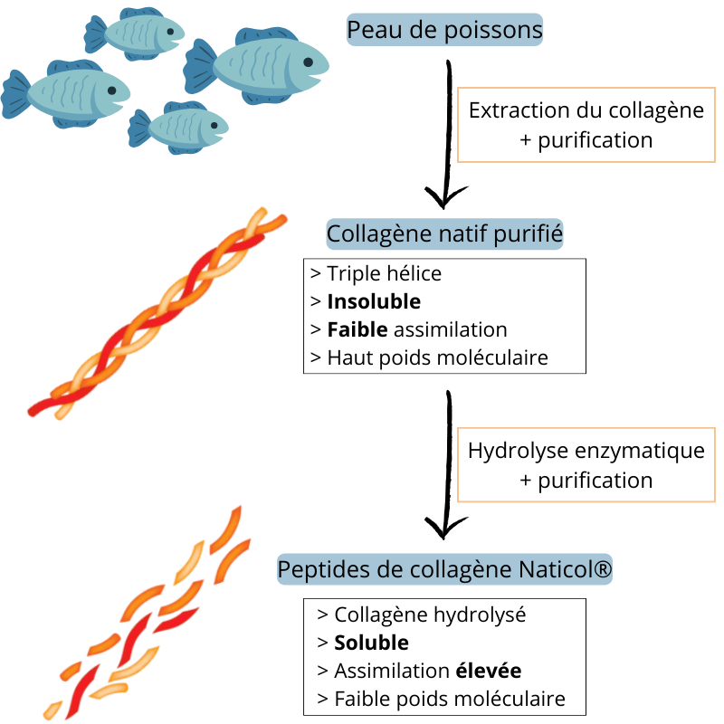 Etapes de fabrication du collagène marin Naticol® : extraction et hydrolyse